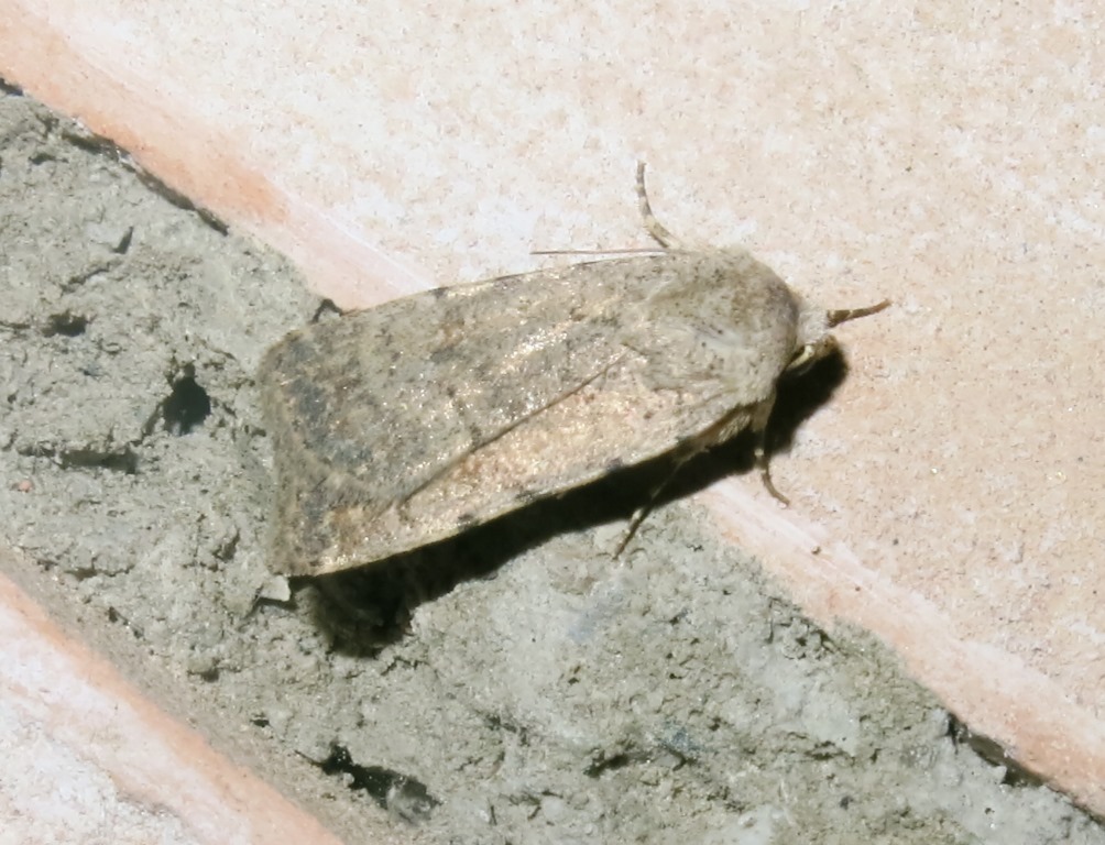 Noctuidae - Caradrina cf. (Paradrina) clavipalpis