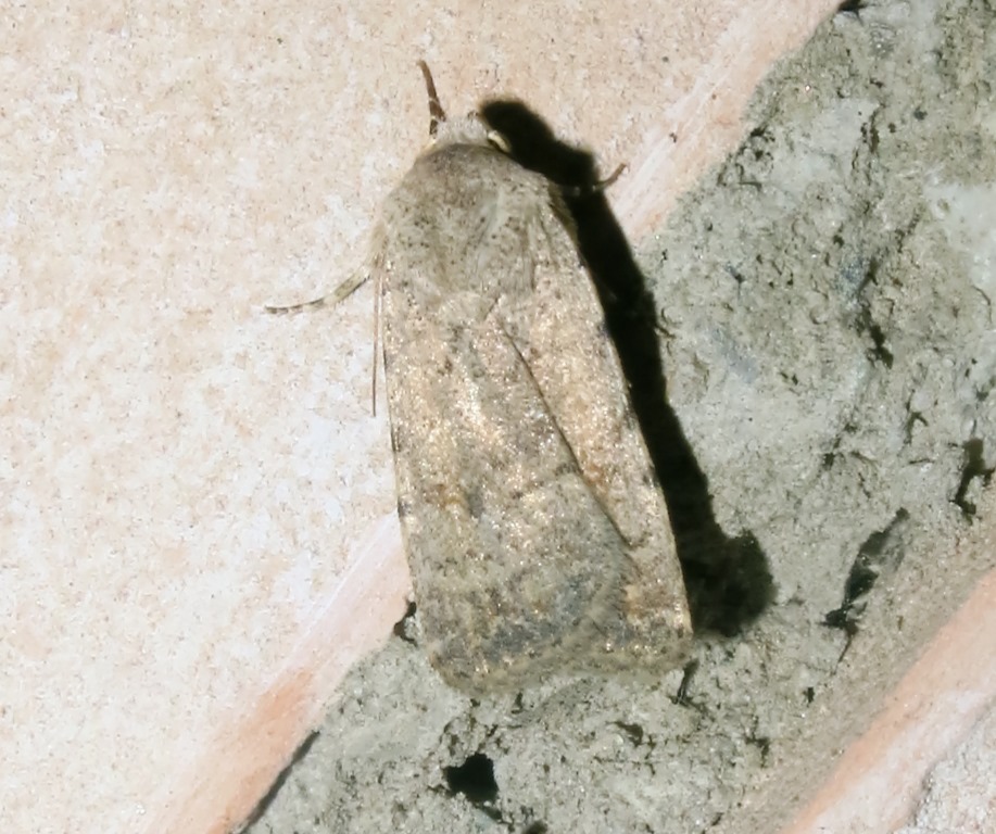 Noctuidae - Caradrina cf. (Paradrina) clavipalpis