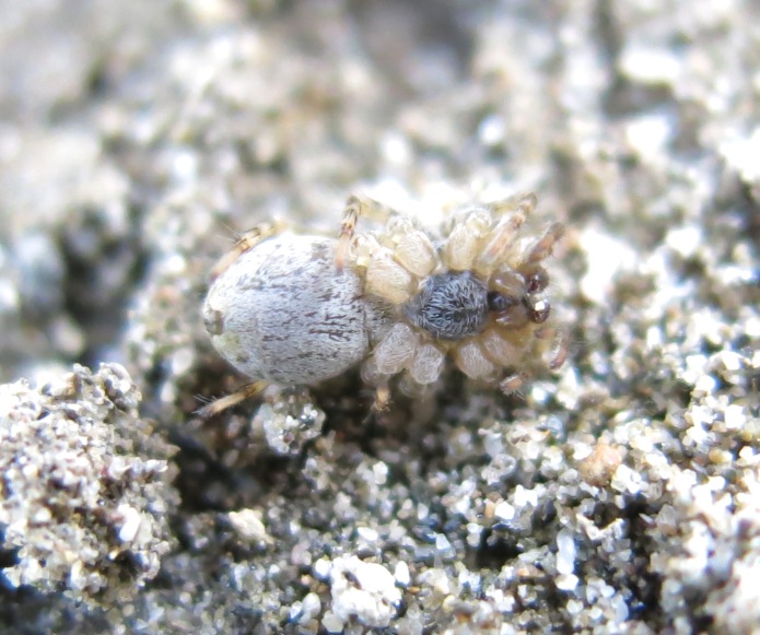 Arctosa similis - Acquapendente (VT)