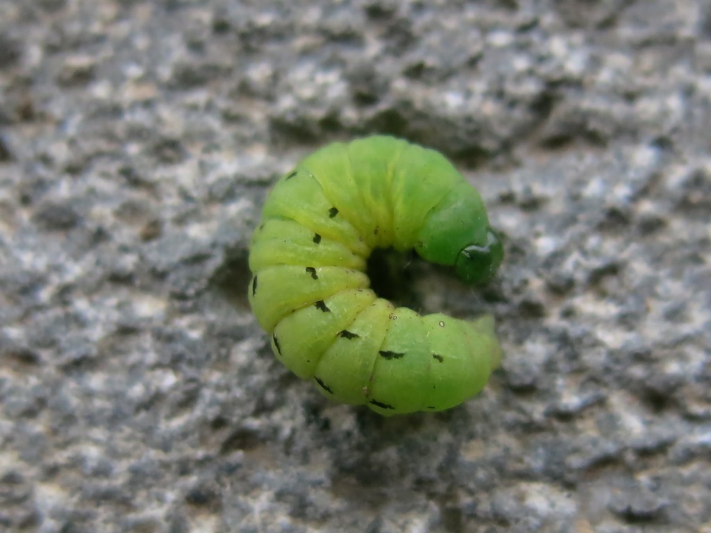 Bruco di Noctua pronuba