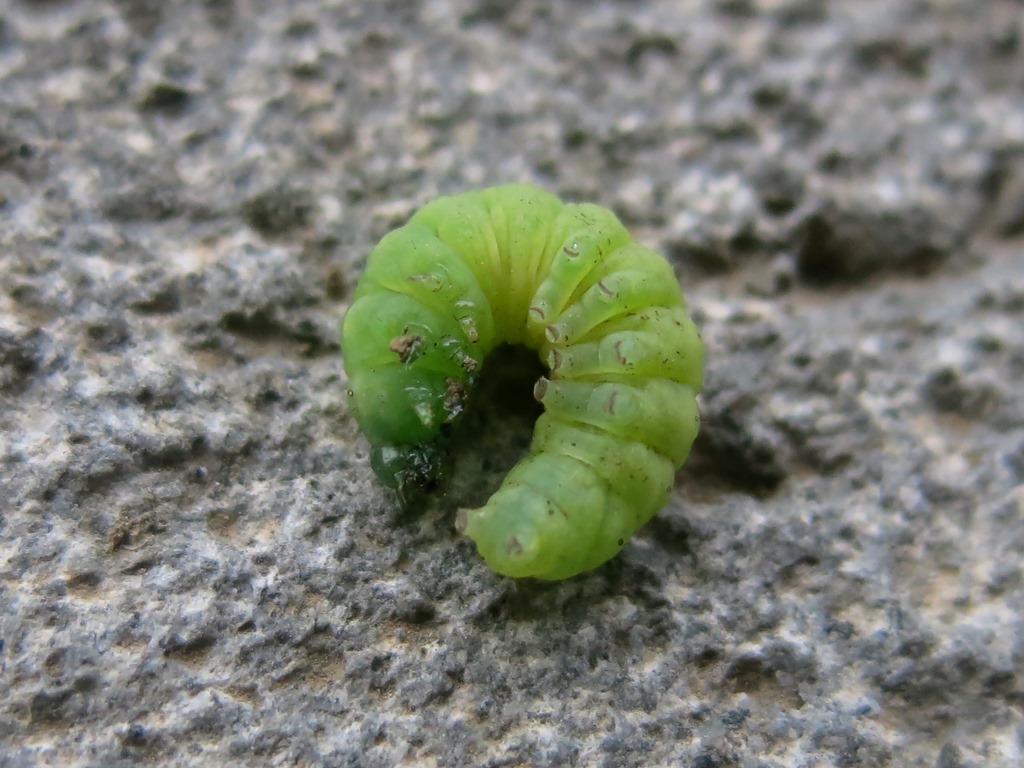 Bruco di Noctua pronuba