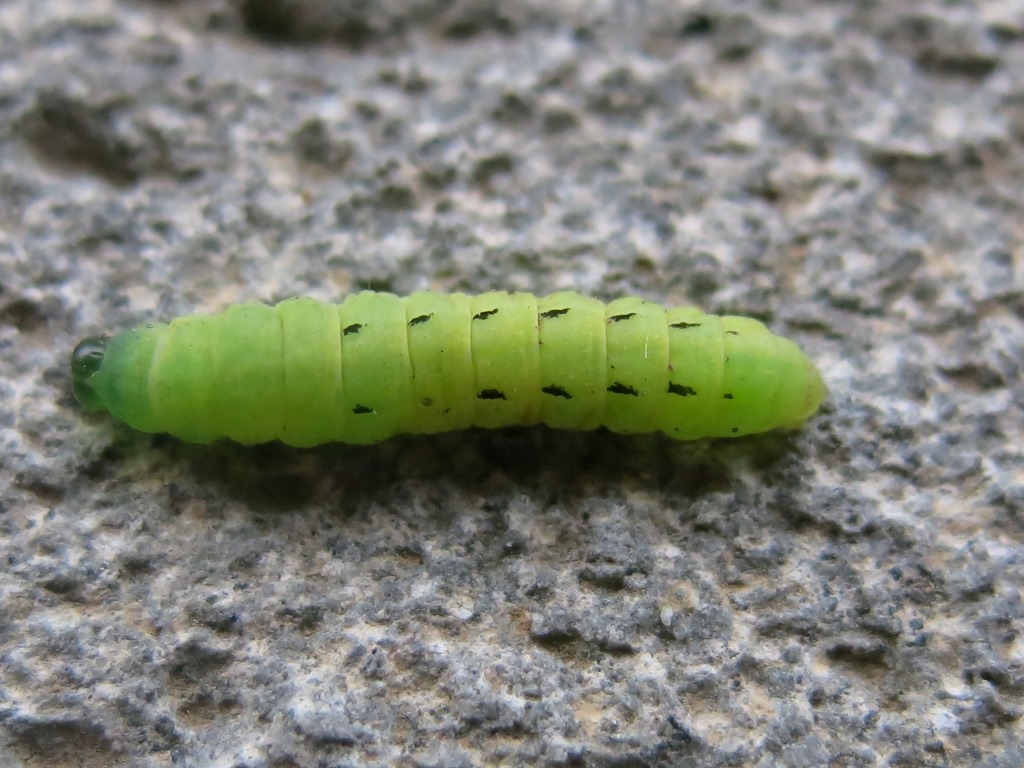 Bruco di Noctua pronuba