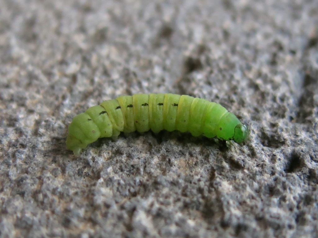 Bruco di Noctua pronuba