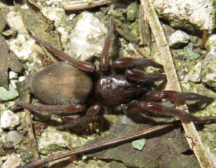 Scotophaeus blackwalli - Acquapendente (VT)