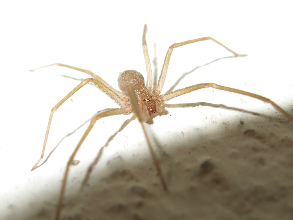 Loxosceles rufescens - Acquapendente (VT)