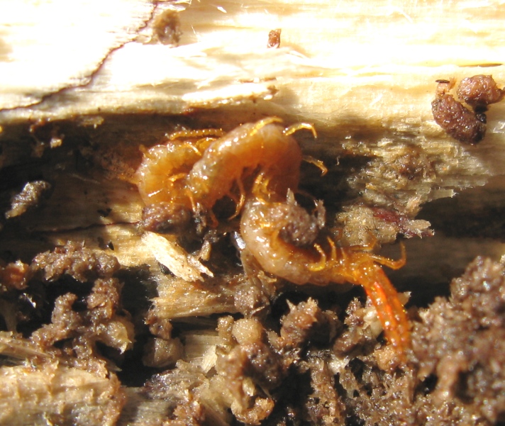 Cryptops sp.