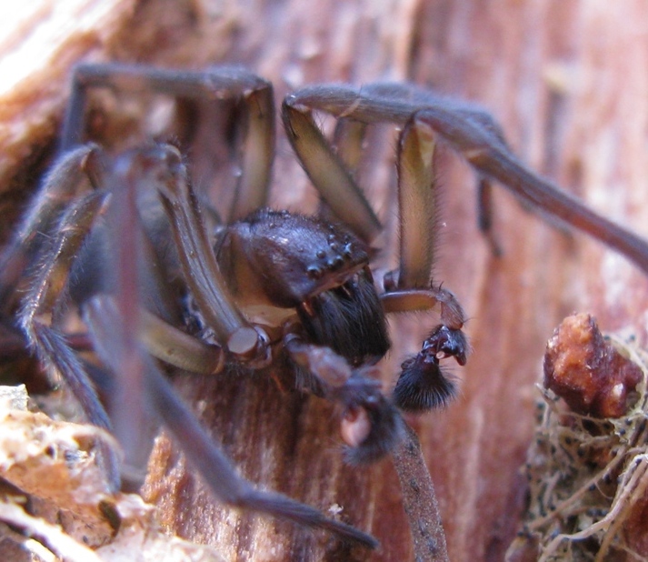 Amaurobius ferox - Acquapendente (VT)