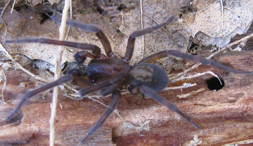 Amaurobius ferox - Acquapendente (VT)