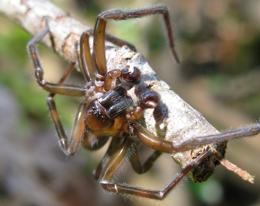 Amaurobius ferox - Acquapendente (VT)