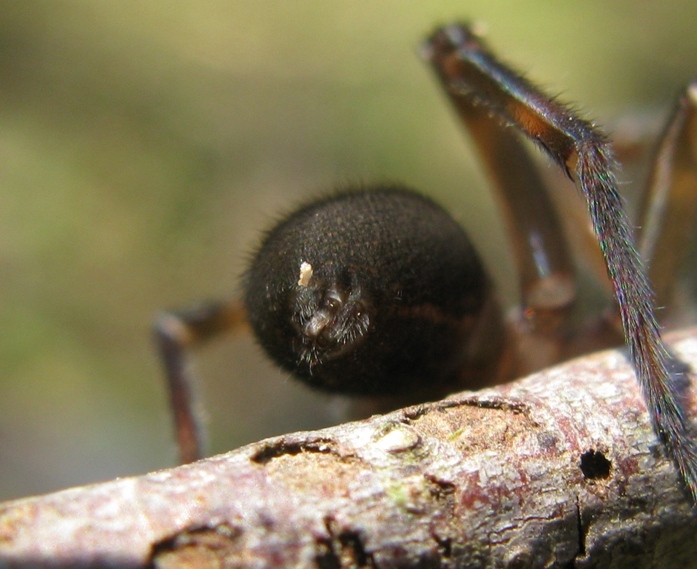 Amaurobius ferox - Acquapendente (VT)