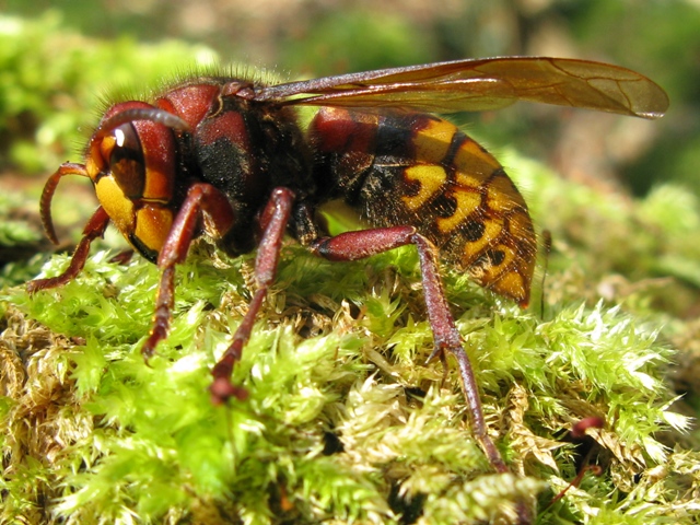 Vespa crabro femmina???