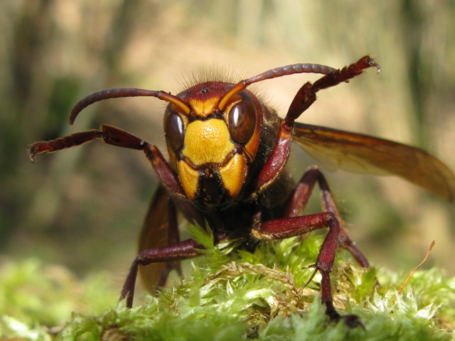 Vespa crabro femmina???