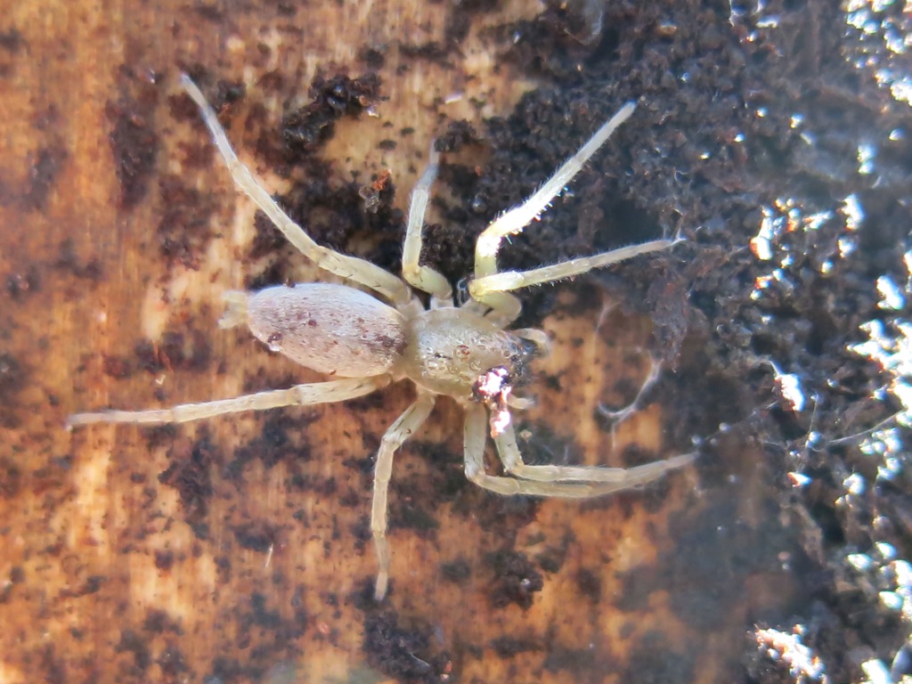 Clubiona sp. - Acquapendente (VT)