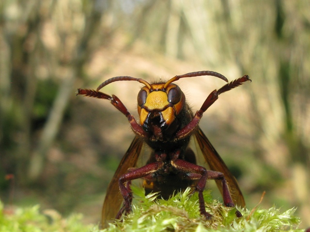 Vespa crabro femmina???