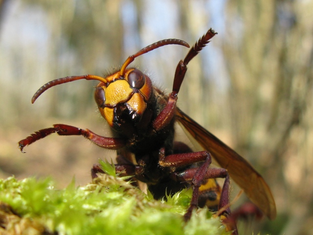 Vespa crabro femmina???