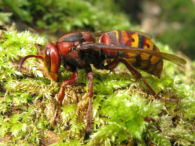 Vespa crabro femmina???