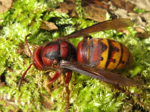 Vespa crabro femmina???