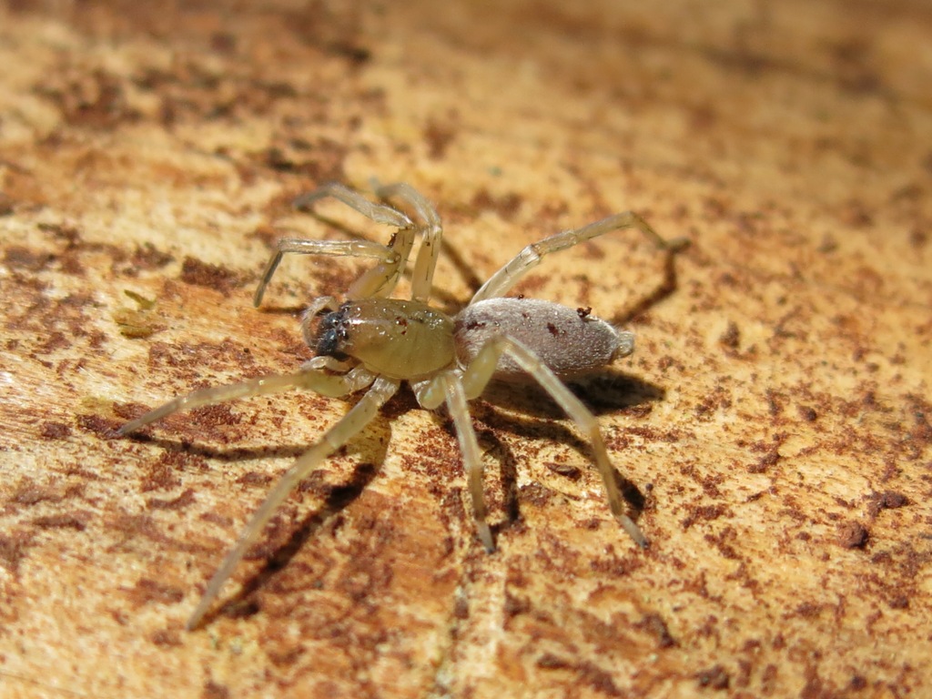 Clubiona sp. - Acquapendente (VT)