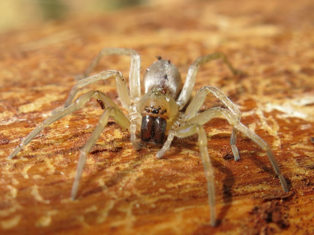 Clubiona sp. - Acquapendente (VT)