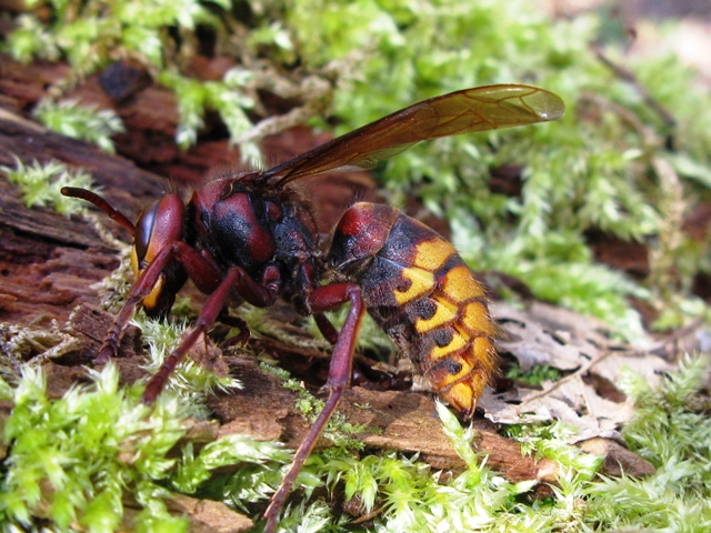 Vespa crabro femmina???