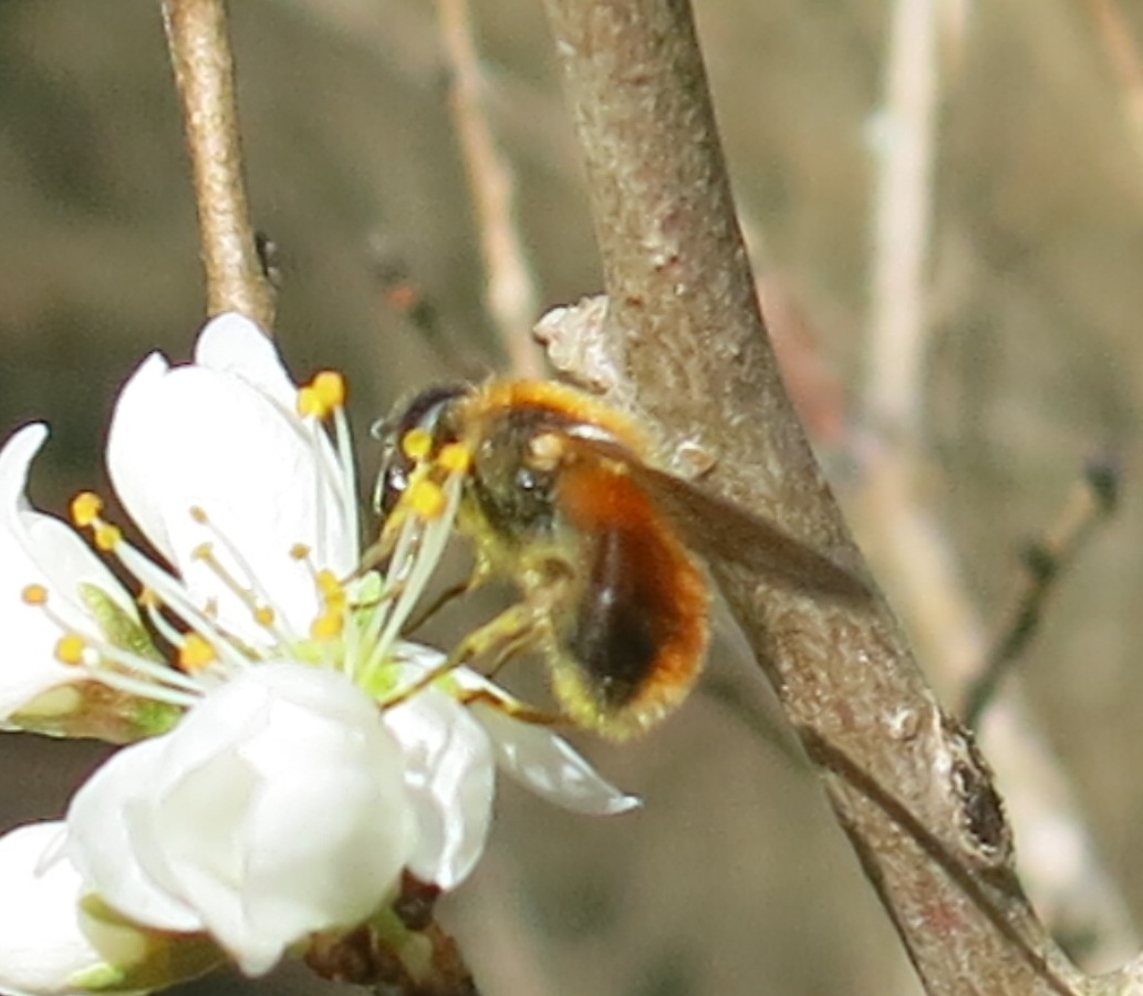 Syrphidae da determinare?