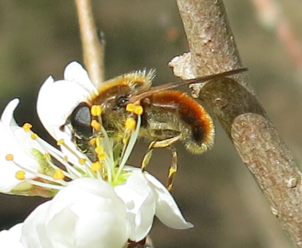 Syrphidae da determinare?