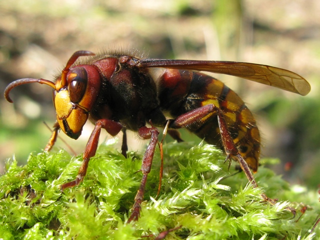 Vespa crabro femmina???