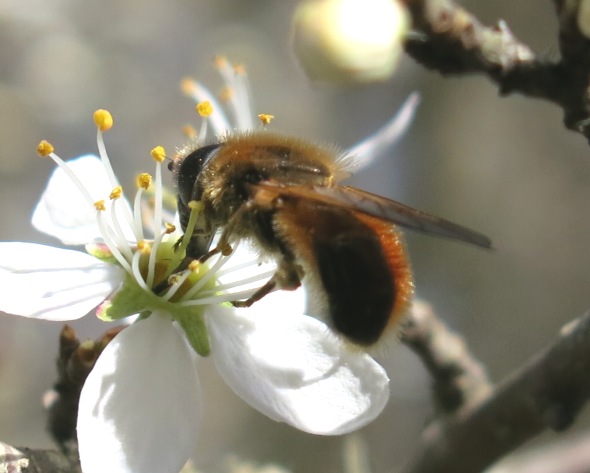 Syrphidae da determinare?