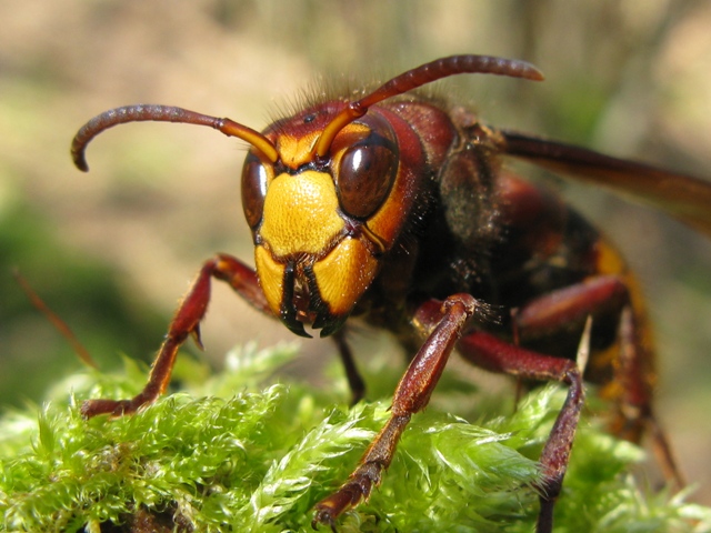 Vespa crabro femmina???