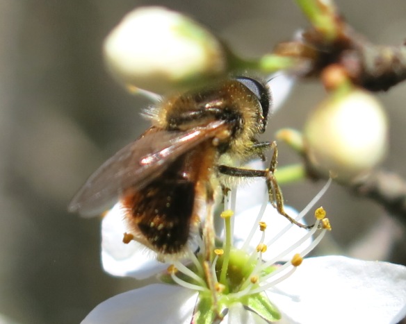 Syrphidae da determinare?