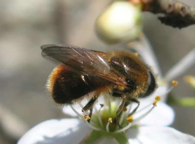 Syrphidae da determinare?