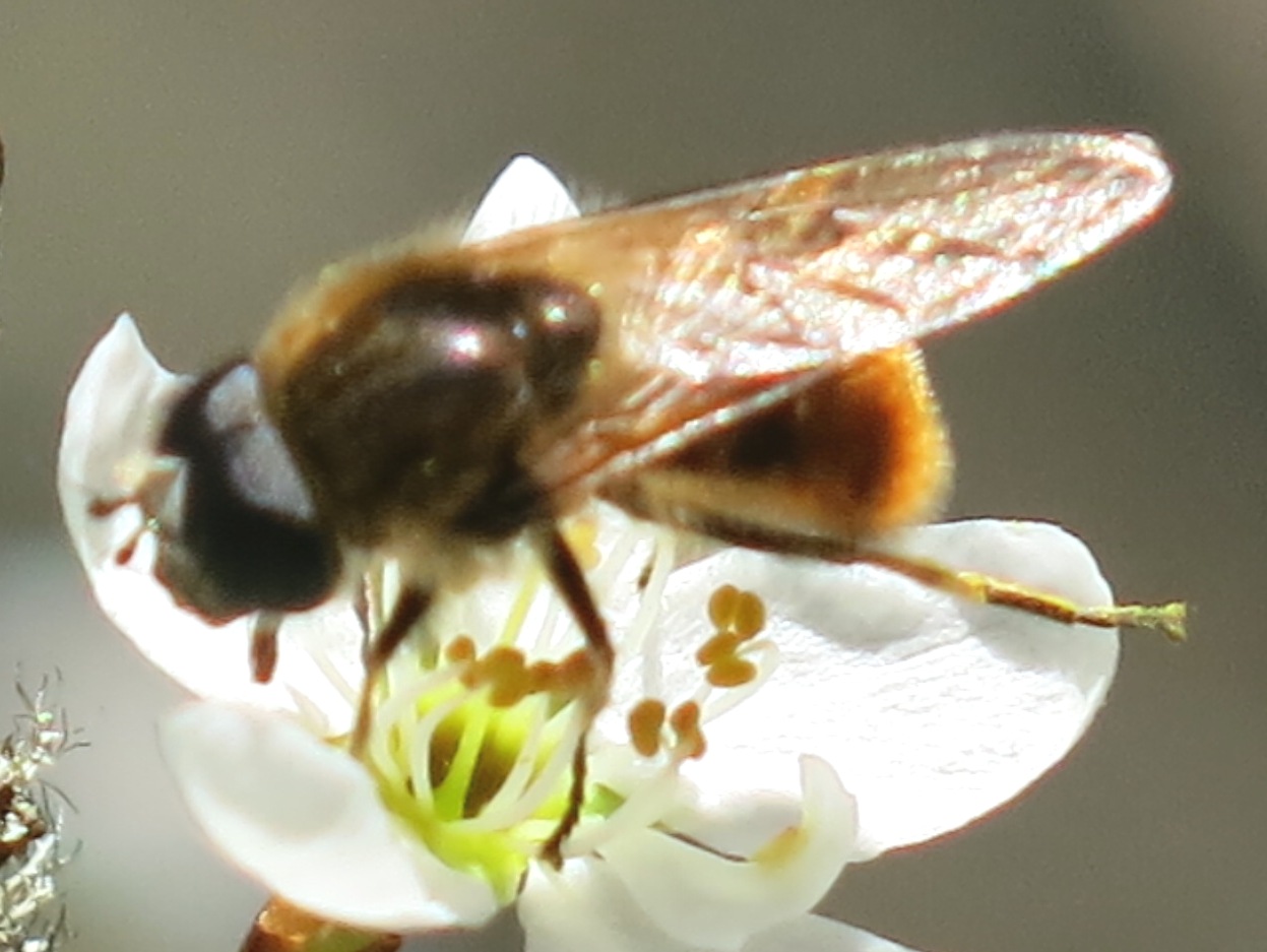 Syrphidae da determinare?