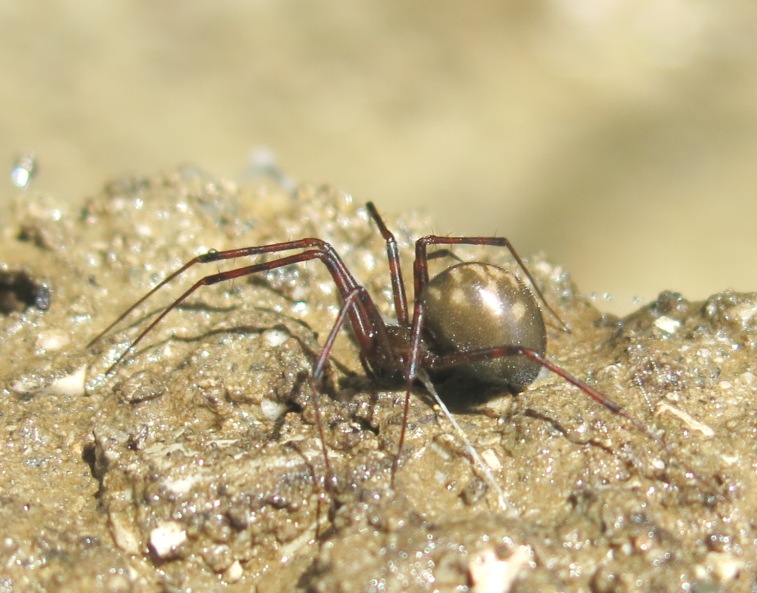 Pimoa rupicola; Nesticus sp. - Acquapendente (VT)