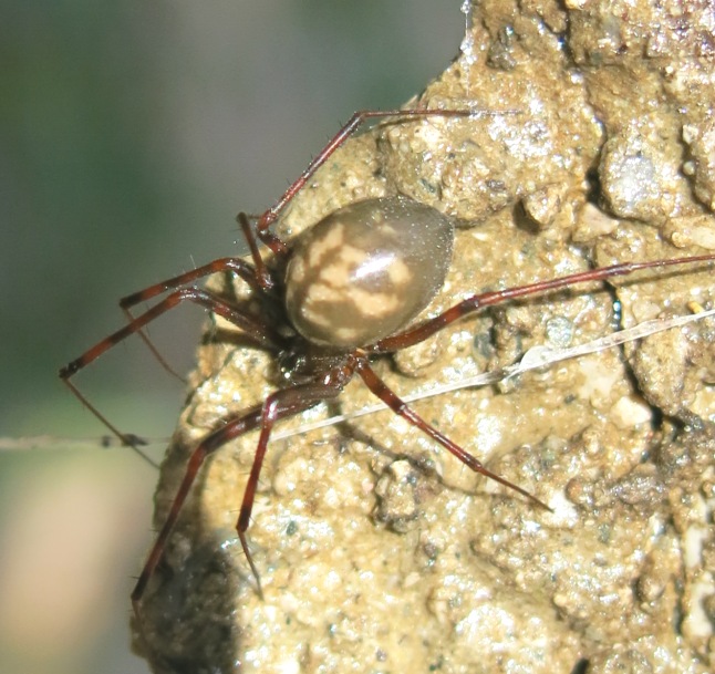 Pimoa rupicola; Nesticus sp. - Acquapendente (VT)