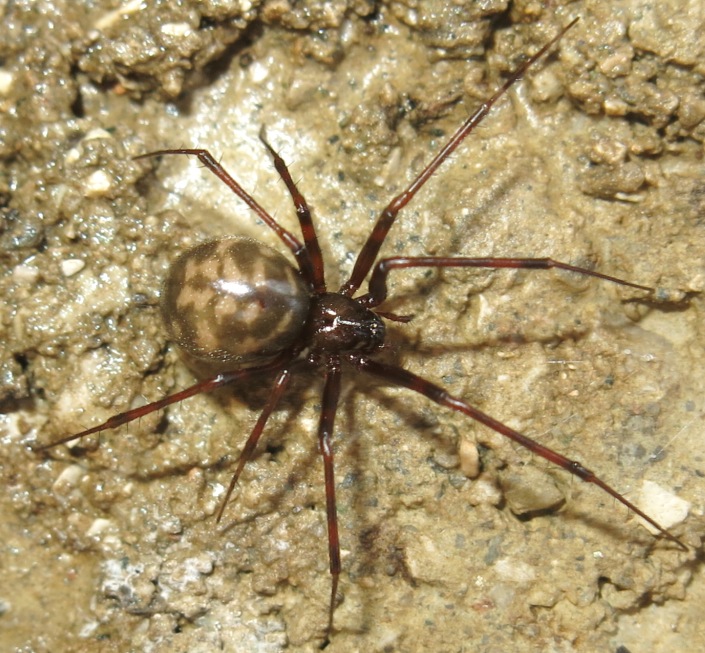 Pimoa rupicola; Nesticus sp. - Acquapendente (VT)