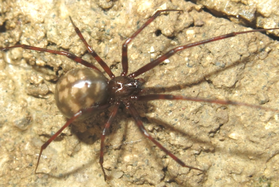 Pimoa rupicola; Nesticus sp. - Acquapendente (VT)