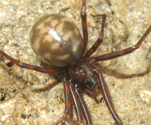 Pimoa rupicola; Nesticus sp. - Acquapendente (VT)