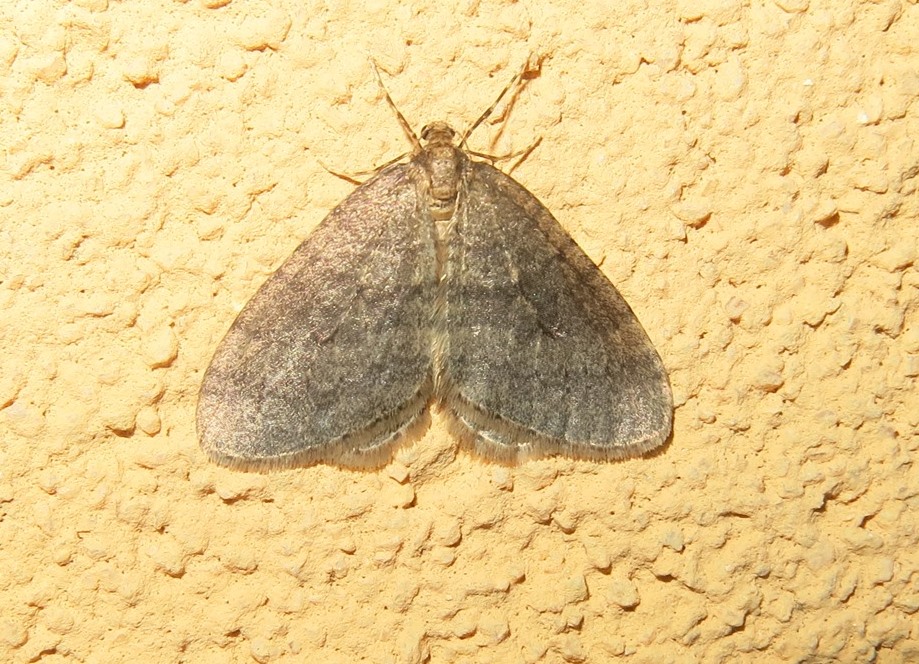 Geometridae da identificare - Operophtera sp.