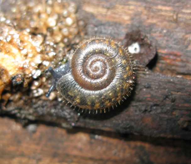 Gastropoda da determinare 4 ?