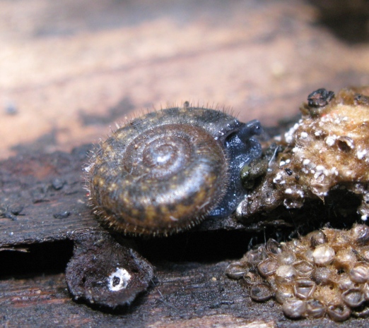 Gastropoda da determinare 4 ?