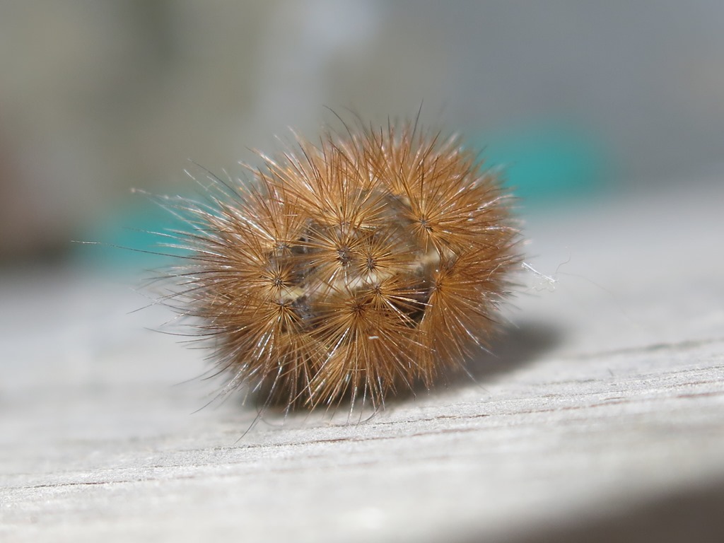 Bruco spinoso da determinare? Erebidae Arctiinae