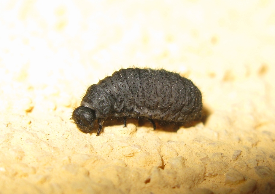 Larva nera di... Chrysomelidae?