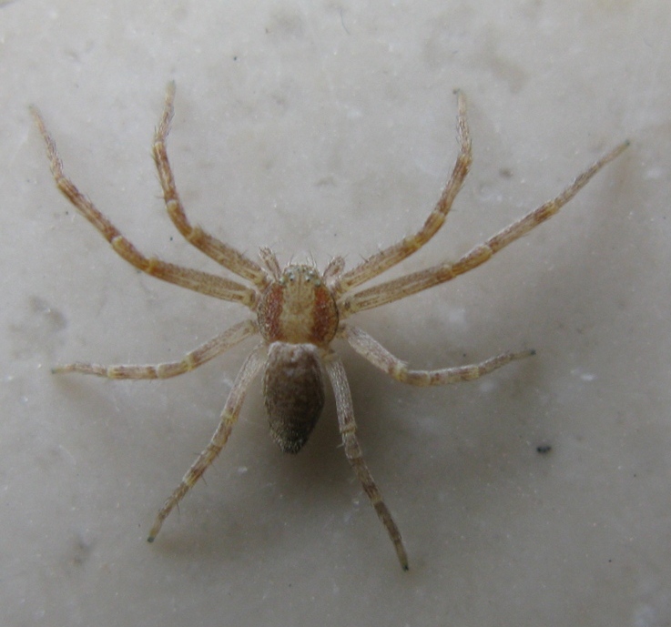 Philodromus rufus - Acquapendente (VT)