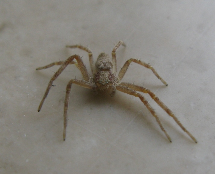 Philodromus rufus - Acquapendente (VT)