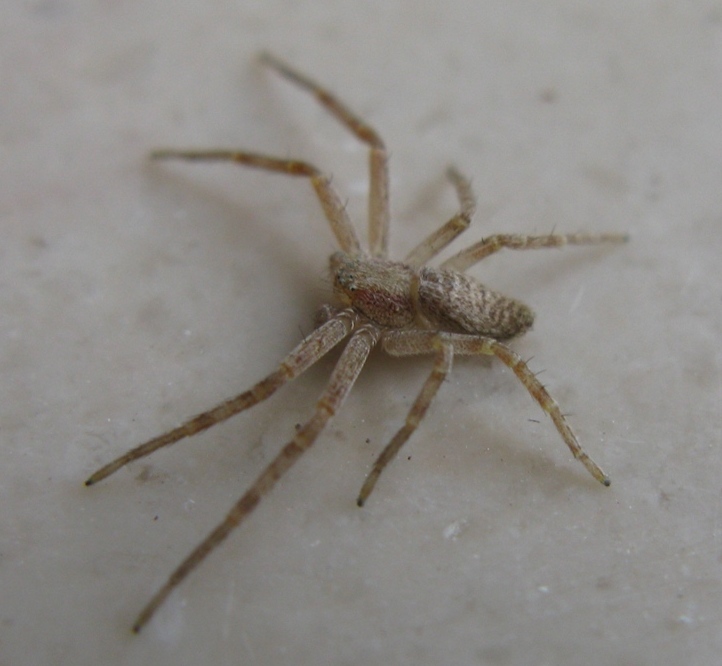 Philodromus rufus - Acquapendente (VT)