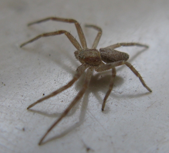 Philodromus rufus - Acquapendente (VT)