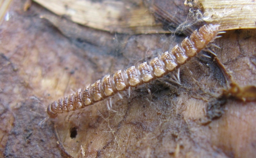 Polydesmus da identificare?