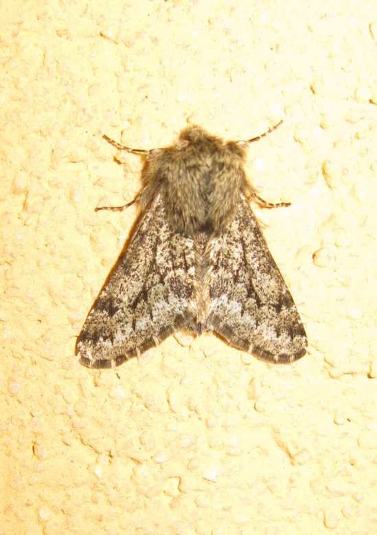 Noctuidae da determinare ?