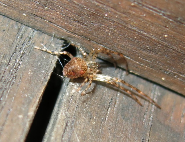 Metellina sp. e ovisacco di Ero sp. - Acquapendente (VT)