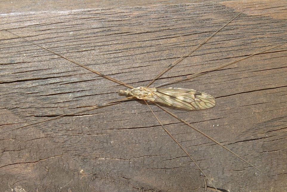 Tipula da determinare ?